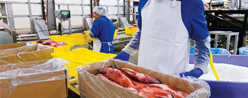 Workers in a fish processing plant, handling red fish in plastic bags and yellow bins.